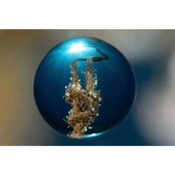 Magic Ball Lens