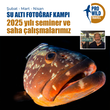 Su Altı Fotoğraf Kampı - Sınıf seminerleri/Deniz dalışları